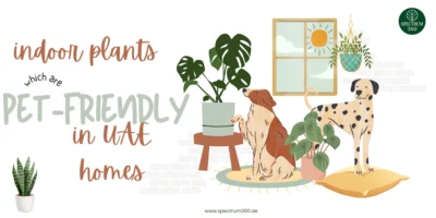 which-indoor-plants-are-pet-friendly-in-uae-homes