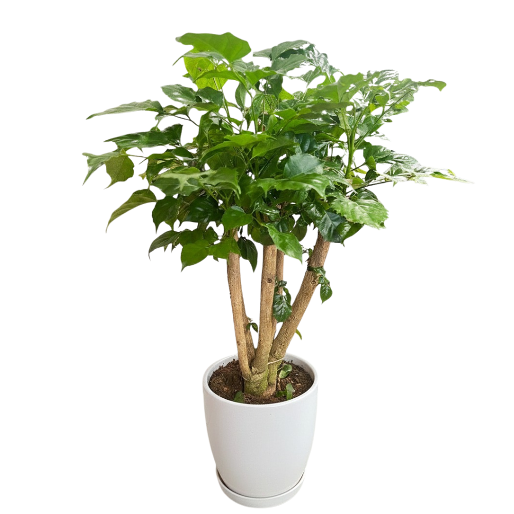 china-doll-plant-(radermachera-sinica)