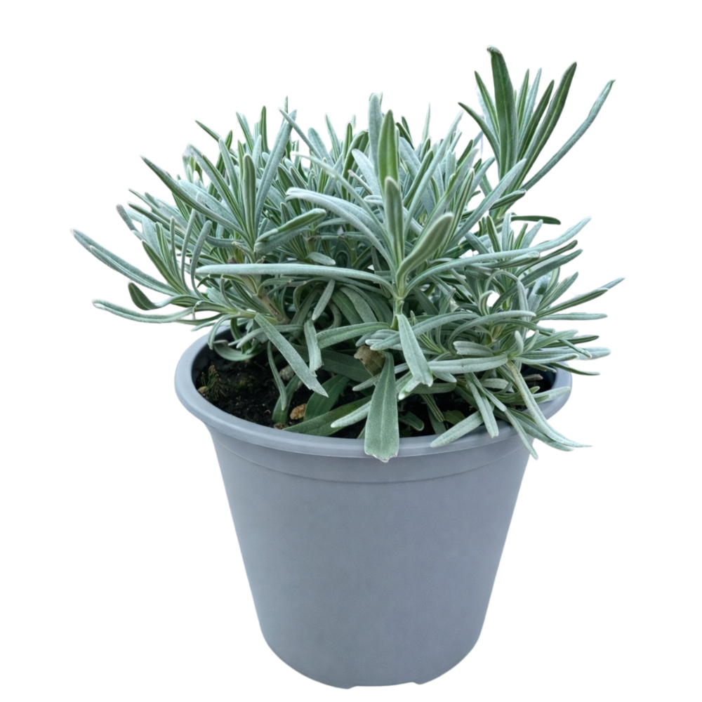 lavender-plant-(Lavandula)