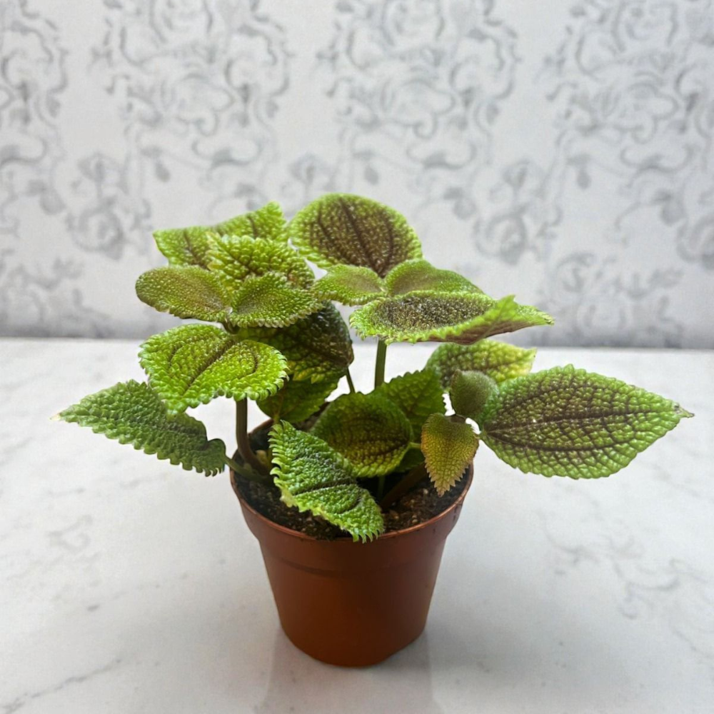 live-pilea-moon-valley-plant-in-pot-green-textured-leaves-indoor-plant