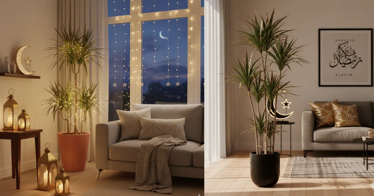 Dracaena Marginata for Modern Ramadan Styling