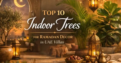 top-10-indoor-trees-for-ramadan-decor-in-uae-villas