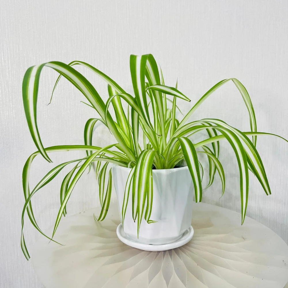 variegated-spider-plant-chlorophytum-comosum-easy-care-air-purifying-indoor-plant