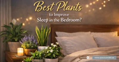 what-are-the-best-plants-to-improve-sleep-in-the-bedroom
