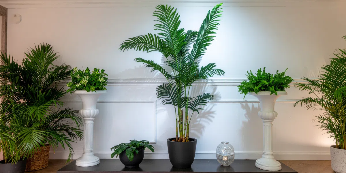 Benefits of Buying Large Indoor Plants Online in Dubai