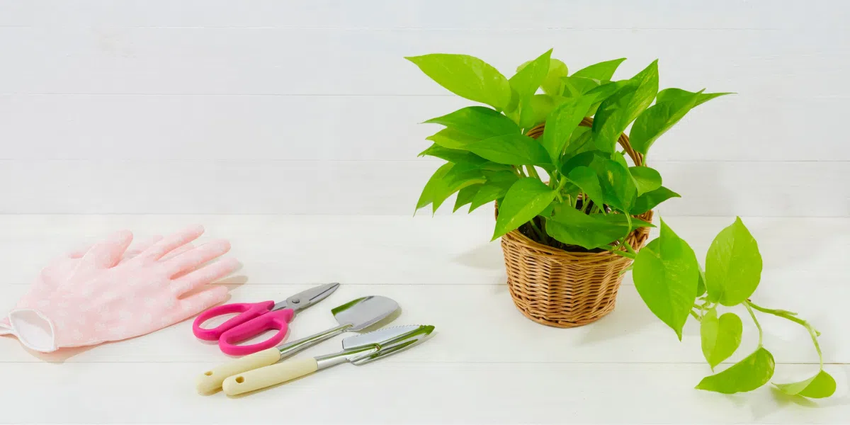 Money Plant Care Guide for UAE Homes