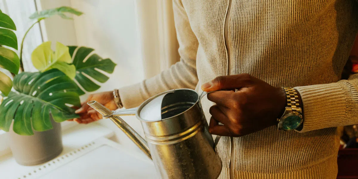 Monstera Deliciosa Care Guide for UAE Homes