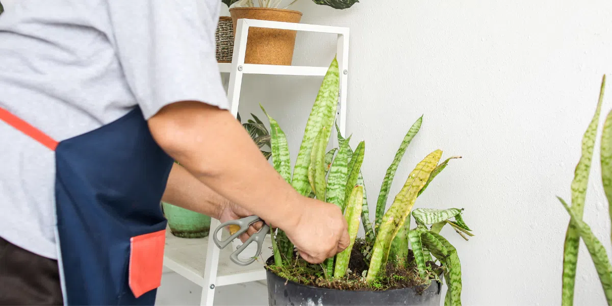 Snake Plant Care Guide