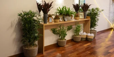 what-are-the-best-indoor-landscape-plants-for-uae-homes-and-offices