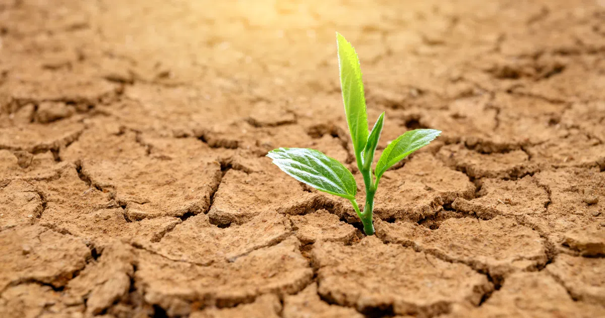 Can Olive Trees Grow in Desert Climates Like the UAE?