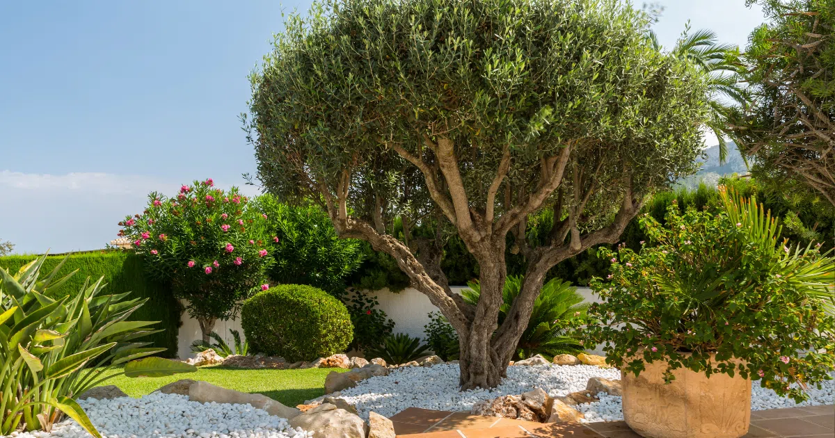 Why Olive Trees Are Perfect for Mediterranean-Style Landscapes