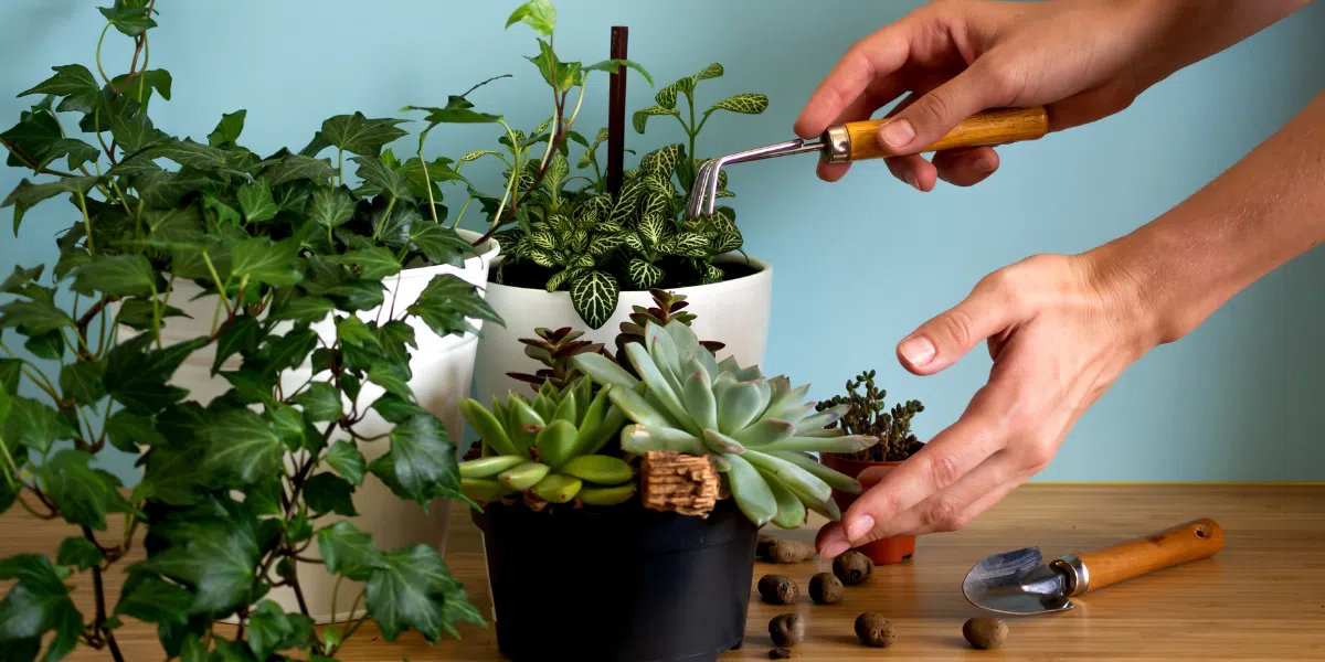 How to Take Care of Cheap Plants in Dubai Climate