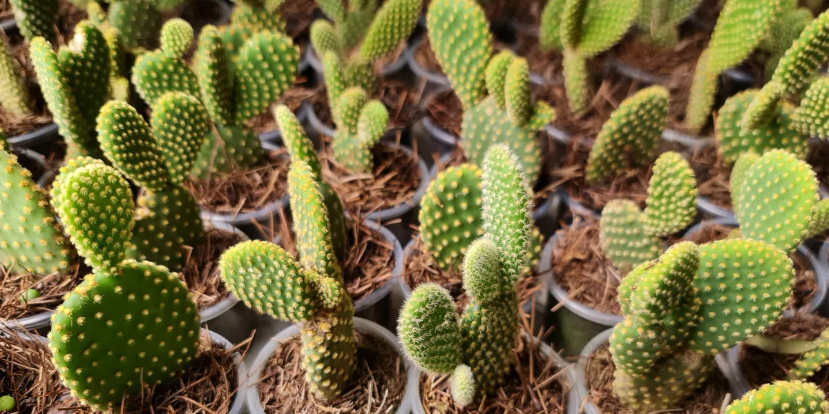 Choosing the Right Plants for Dubai Climate